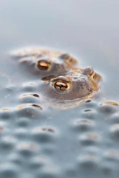 Common toads (Bufo bufo), two common toads next to Common Frog spawn, North Stock Photos