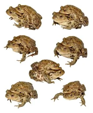 Common Toads Mating Stock Photos