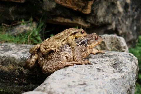 Common Toads in Mating Position on a Rock Foto stock