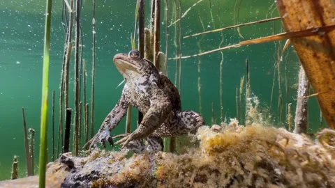 Common Toads mating season Stock Footage 337645160