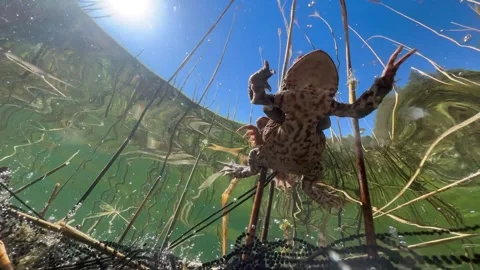 Common Toads mating season Stock Footage 337975699