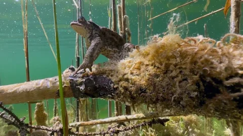 Common Toads mating season Stock Footage 337975705
