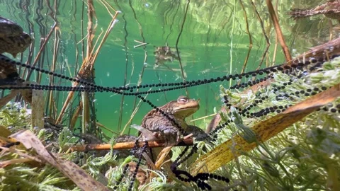 Common Toads mating season Stock Footage 337975708
