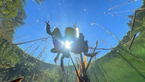 Common Toads mating season Stock Footage 337975714