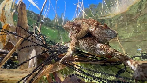 Common Toads mating season Stock Footage 337975723