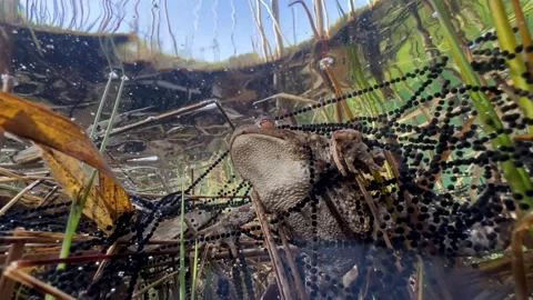 Common Toads mating season Stock Footage 337975727