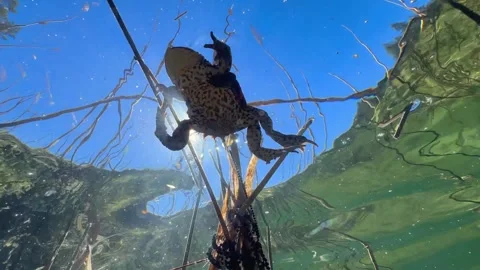 Common Toads mating season Stock Footage 337975729