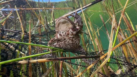 Common Toads mating season Stock Footage 337975732