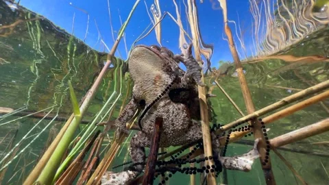 Common Toads mating season Stock Footage 337975734