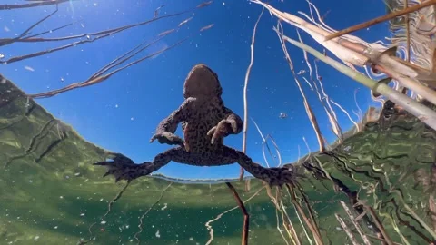 Common Toads mating season Stock Footage 337975739