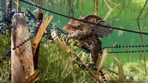 Common Toads mating season Stock Footage 337975741
