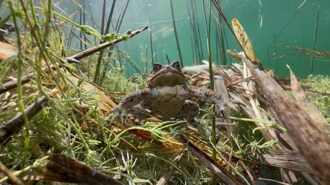 Common Toads mating season Stock Footage 337975743