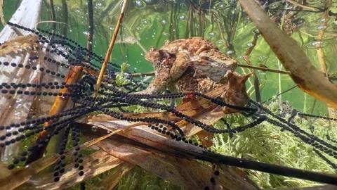 Common Toads mating season Stock Footage 337975749