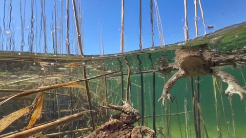 Common Toads mating season Stock Footage 337975750