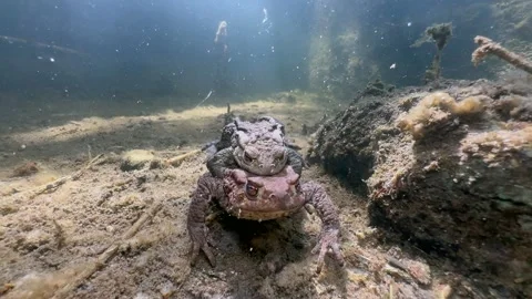 Common Toads mating season Stock Footage 337975765