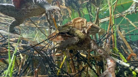 Common Toads mating season Stock Footage 337975774