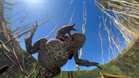 Common Toads mating season Stock Footage 337975780