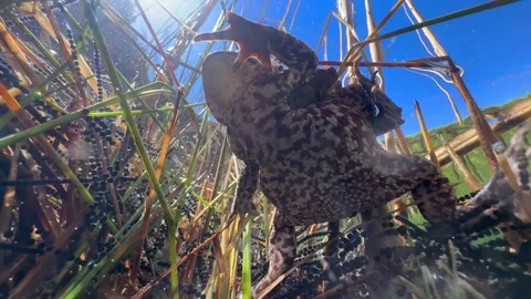 Common Toads mating season Stock Footage 337975782