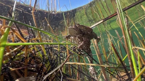 Common Toads mating season Stock Footage 337975788