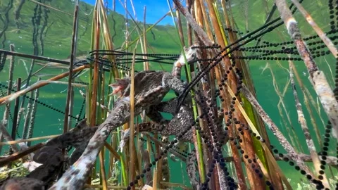 Common Toads mating season Stock Footage 337975799