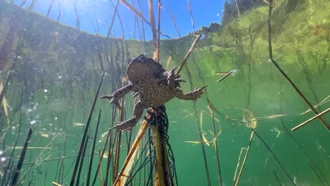 Common Toads mating season Stock Footage 337975802