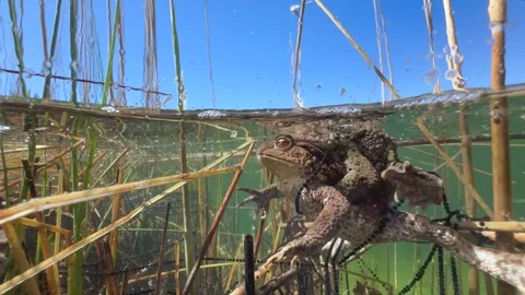 Common Toads mating season Stock Footage 337975804
