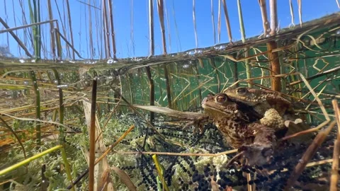Common Toads mating season Stock Footage 337975809