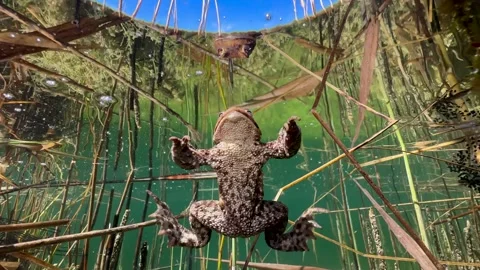 Common Toads mating season Stock Footage 337975811