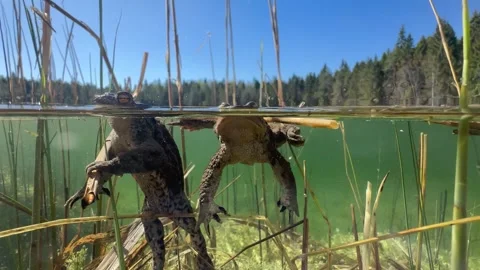 Common Toads mating season Stock Footage 337975815