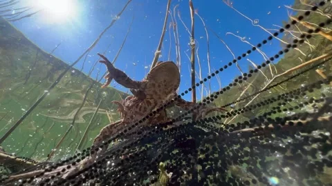 Common Toads mating season Stock Footage 337975818