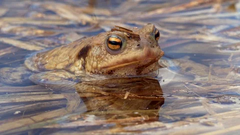 Common toads in water (Bufo bufo) Stock-Footage 88965120