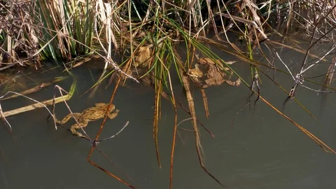 Common toads in water (Bufo bufo) Stock-Footage 88965562