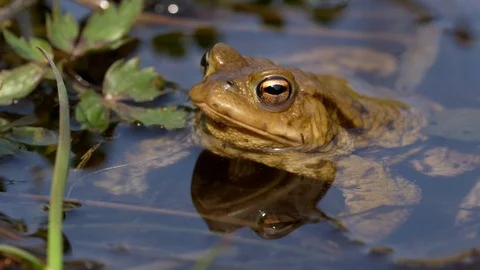 Common toads in water (Bufo bufo) Stock-Footage 88981354