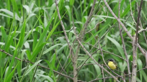 Common Tody-Flycatcher (Todirostrum cinereum) perched on branches wide shot 스톡 동영상 338285953