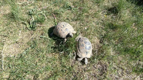 Common tortoise (Testudo graeca) mating in natural habitat Stock Footage 97468806