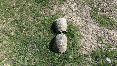 Common tortoise (Testudo graeca) mating in natural habitat Stock Footage 97469287