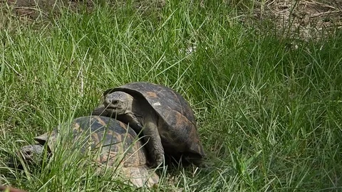 Common tortoise (Testudo graeca) mating in natural habitat Stock Footage 112937388