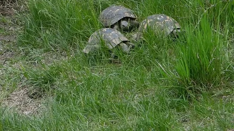 Common tortoise (Testudo graeca) mating in natural habitat Stock Footage 112946294