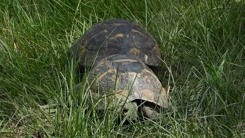 Common tortoise (Testudo graeca) mating in natural habitat Stock Footage 112948266