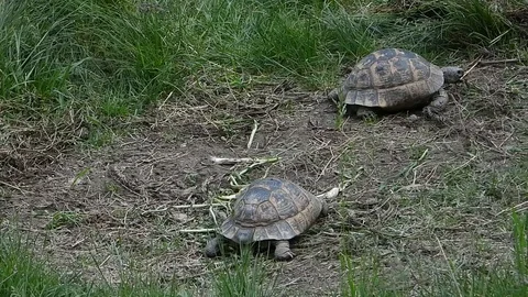 Common tortoise (Testudo graeca) mating in natural habitat Stock Footage 112948830