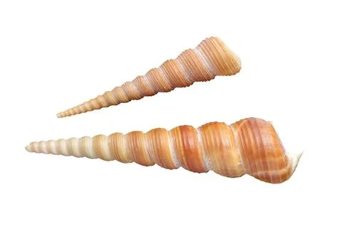 Common tower shell "Turritella Communis" isolated on a white background Stock Photos