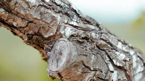 Common tree barks diseases because of insects and parasites attack or high Stock Footage 245691343