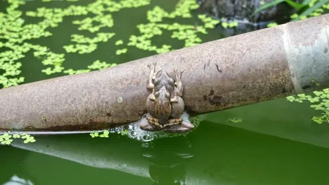Common tree frog are mating and laying egg Stock Footage 153744793