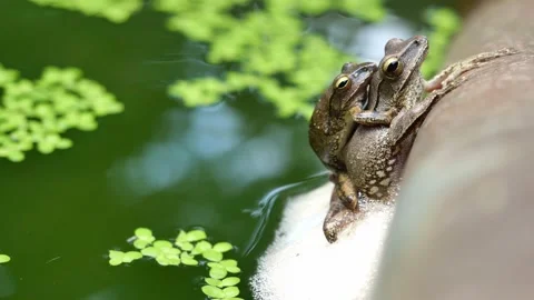 Common tree frog are mating and laying egg Stock Footage 153744800