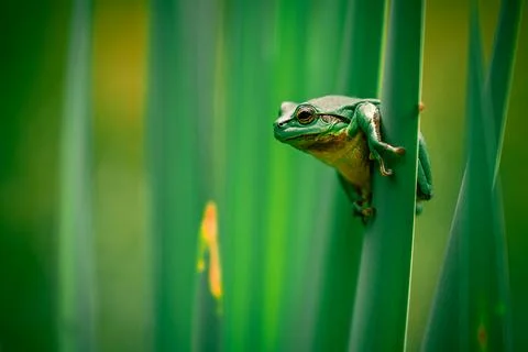 Common Tree Frog Climbing and Hiding on a Cattail Plant Foto stock