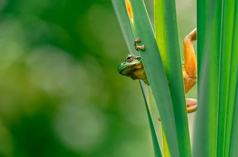 Common Tree Frog Climbing and Hiding on a Cattail Plant Foto stock
