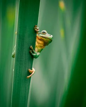 Common Tree Frog Climbing and Hiding on a Cattail Plant Stock Photos
