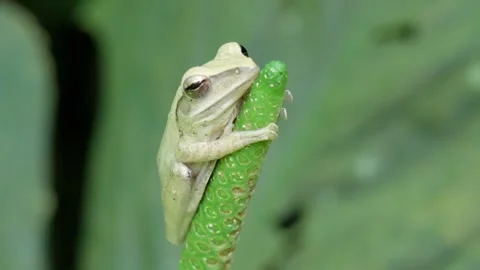 Common Tree Frog Clinging To Vertical Green Plant Stem. closeup shot Stock Footage 312623968