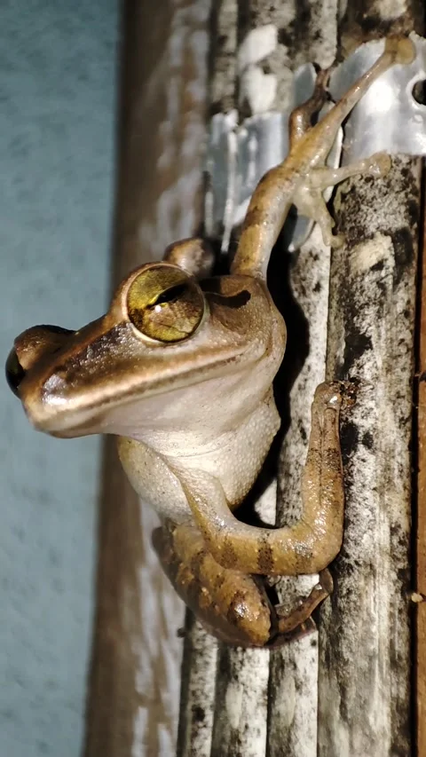 Common tree frog Stock Footage 165926036