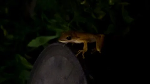 Common Tree Frog Stock Footage 306657516